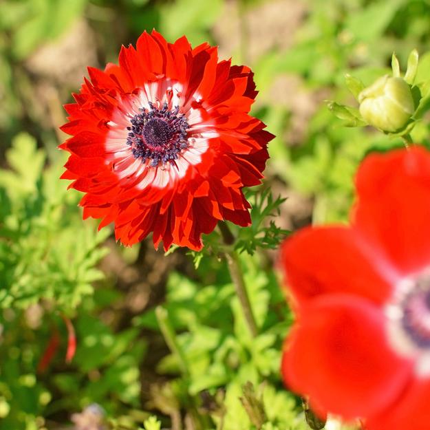 Anemone The Governor Bulbs