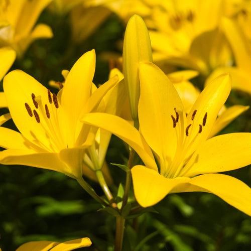 Asiatic Lily Yellow Flower Bulbs