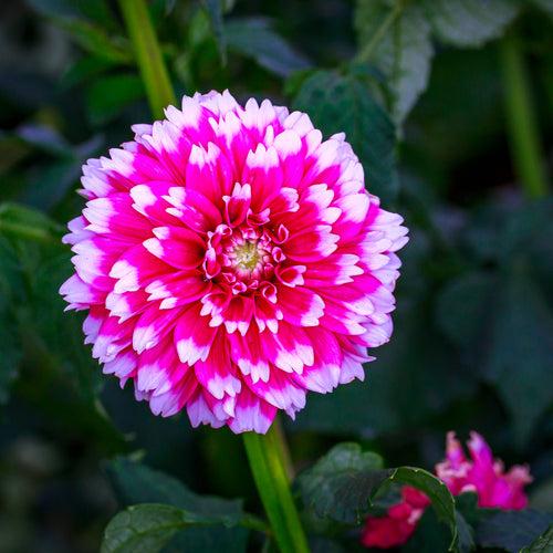 Dahlia Pompon Pink And White Bulbs