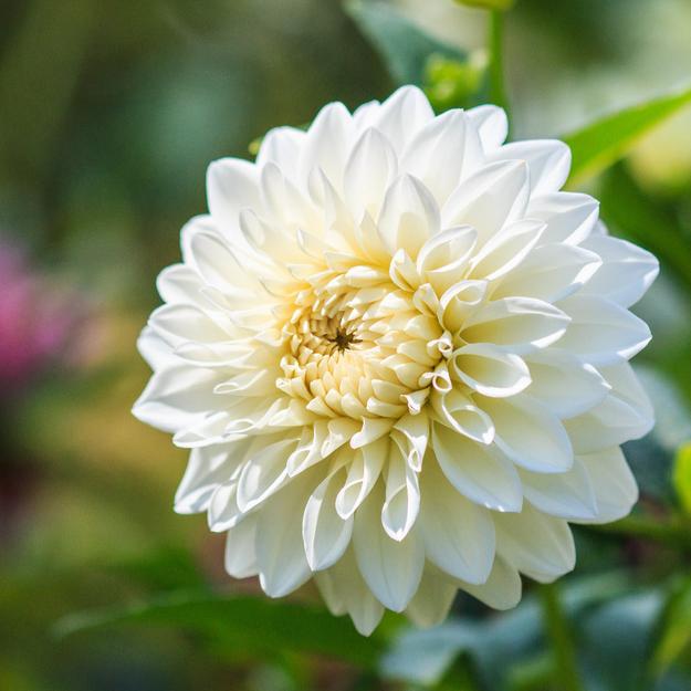 Dahlia Small White Bulbs