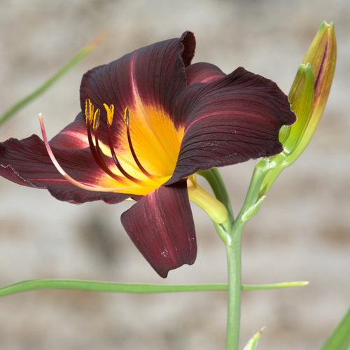 Daylily Chocolate Bulbs