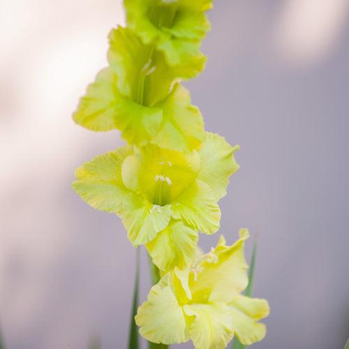 Gladiolus Bowie Bulbs