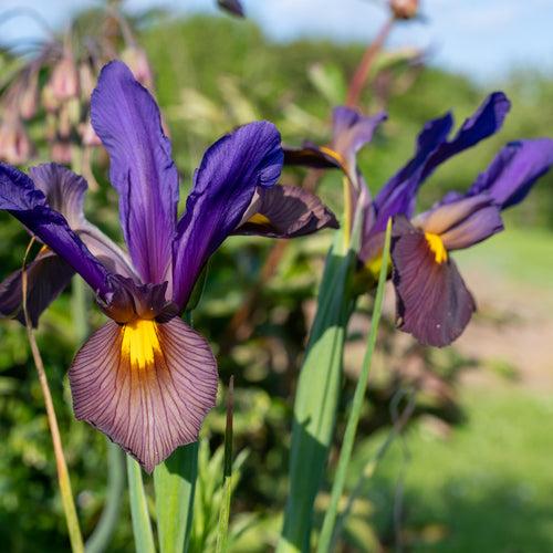 Iris Dutch Eye of the Tiger Bulbs