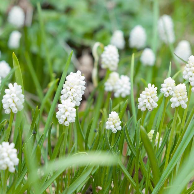 Muscari Siberian Bulbs