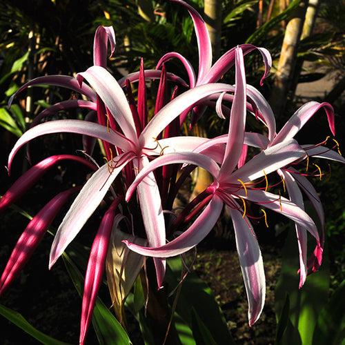 Nerine Lily Bulbs