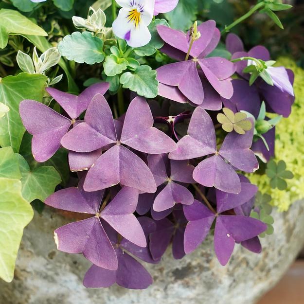 Oxalis Triangularis Purple Bulbs