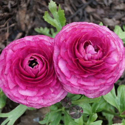 Ranunculus Dark Pink Bulbs