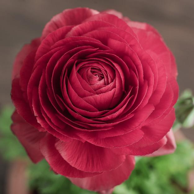 Ranunculus Dark Rose Pink Bulbs