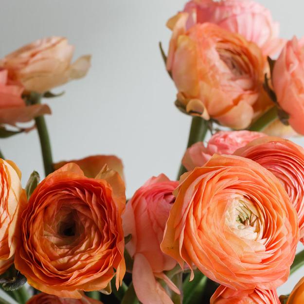 Ranunculus Light Orange Bulbs