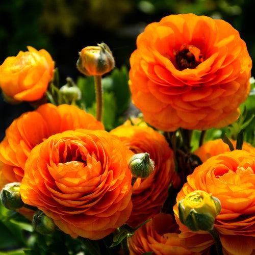 Ranunculus Orange Bulbs