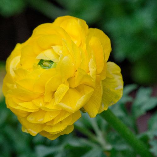 Ranunculus Yellow Bulbs