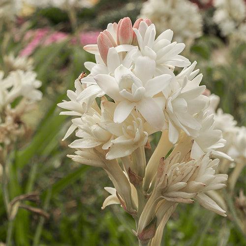 Tuberose Bulbs