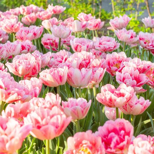 Tulip Double Early Foxtrot Bulbs