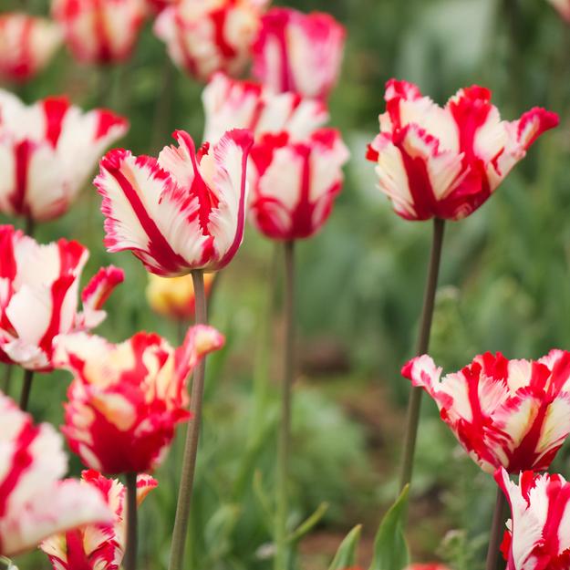 Tulip Estella Rijnveld Parrot Bulbs