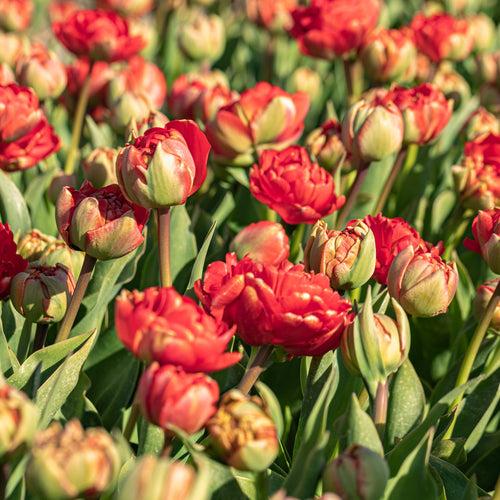 Tulip Double Flaming Bird Bulbs