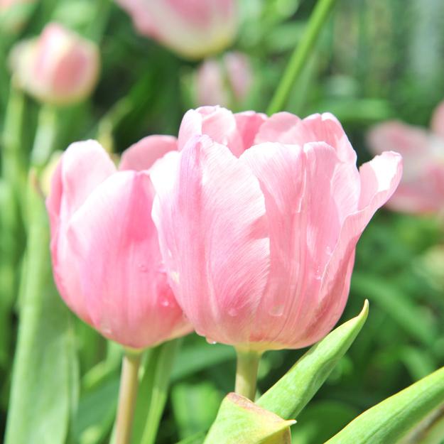 Tulip Light Pink Prince Bulbs