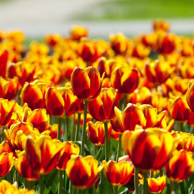 Tulip Texas Flame Bulbs