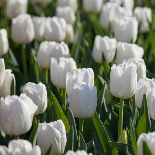 Tulip White Marvel Bulbs