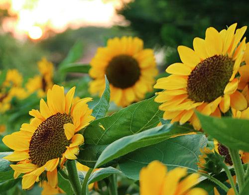 Sunflower Japanese Miniature Flower Seeds