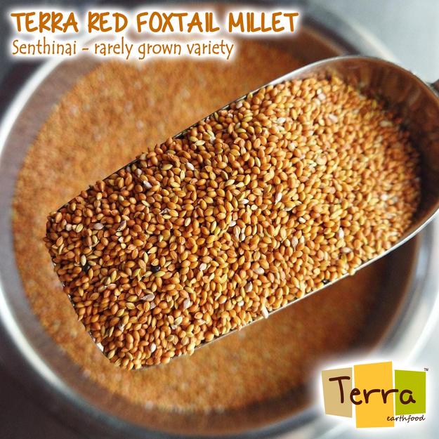 Terra-Red Foxtail Millet