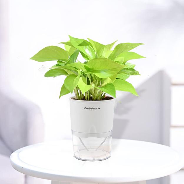 Casa De Amor Golden Money Plant Indoor with Self Watering Pot (Set of 1)