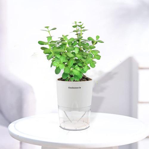 Casa De Amor Jade Plant Indoor with Self Watering Pot (Set of 1)