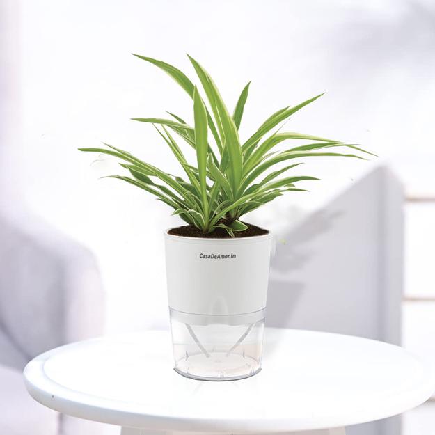 Casa De Amor Spider Plant Indoor with Self Watering Pot (Set of 1)