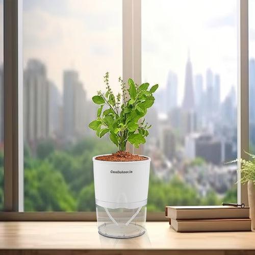 Casa De Amor Tulsi Plant with White Self-Watering Pot | Live Air Purifier Plant for Home Decor | Perfect for Living Room, Bedroom, Office, and Garden