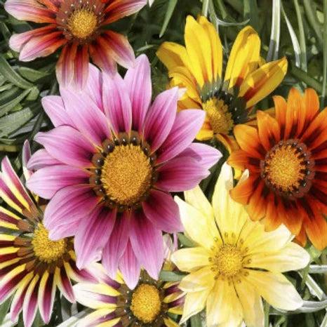 Gazania Sunshine Hybrid Mix- 100 Seeds