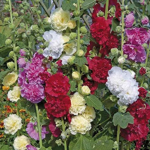 Hollyhocks Double Dwarf Mix- 50 Seeds