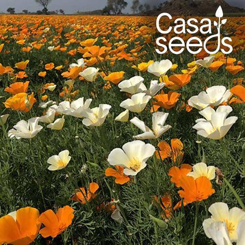 California Poppy - Eschscholzia Californica Mix - 300 Seeds