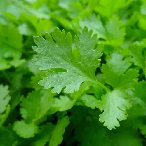 Herb Parsley - 50 Seeds