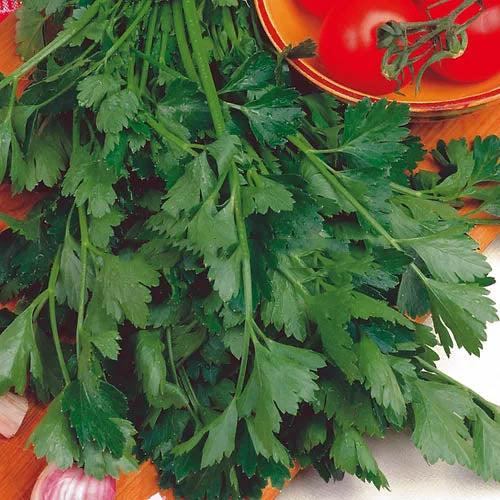 Herb Parsley - 50 Seeds