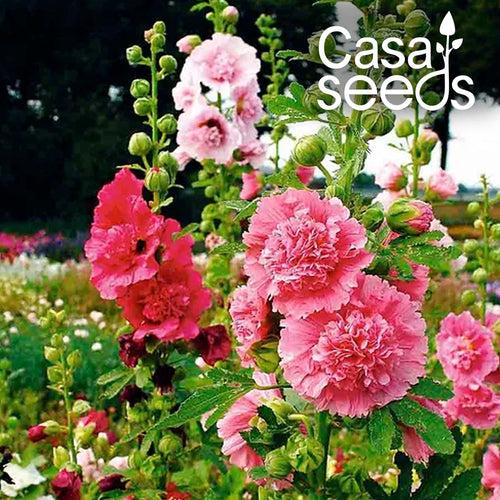 Hollyhocks Double Dwarf Mix- 50 Seeds