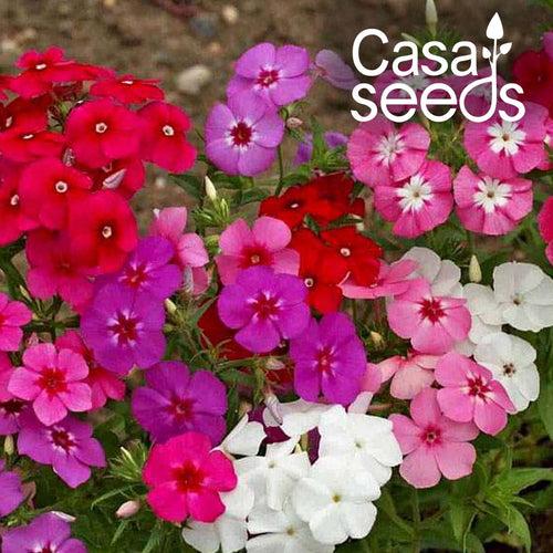 Phlox Beauty Mix- 200 Seeds