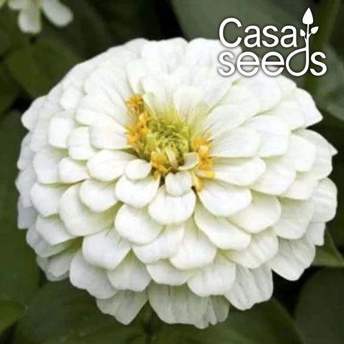 Zinnia Polar Bear White- 50 Seeds