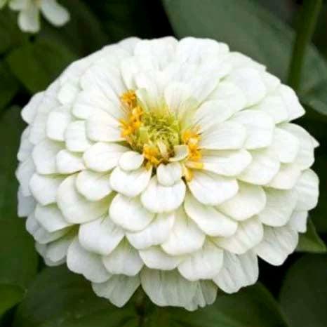 Zinnia Polar Bear White- 50 Seeds