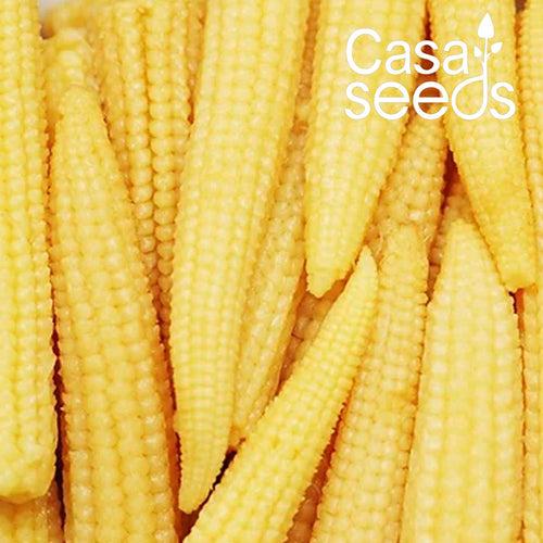 Baby Corn- 50 Seeds