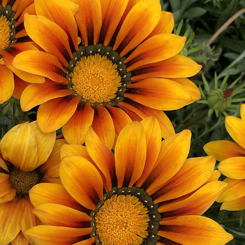 Gazania Sunshine Hybrid Mix- 100 Seeds