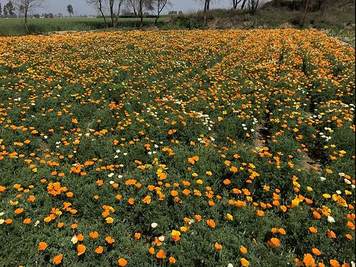 California Poppy - Eschscholzia Californica Mix - 300 Seeds