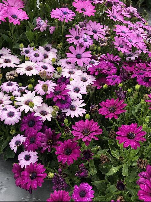 Osteospermum ecklonis- 50 Seeds