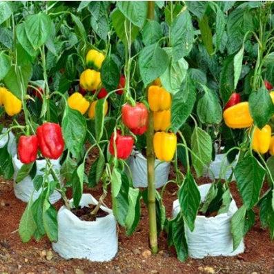 Casa De Amor Capsicum Plant Fertilizer for Home, Kitchen and Terrace Gardening