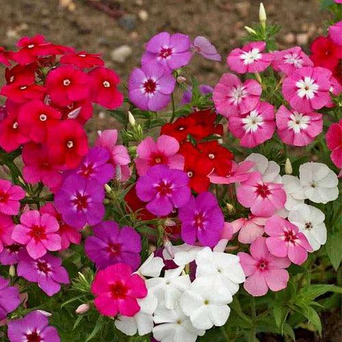 Phlox Beauty Mix- 200 Seeds