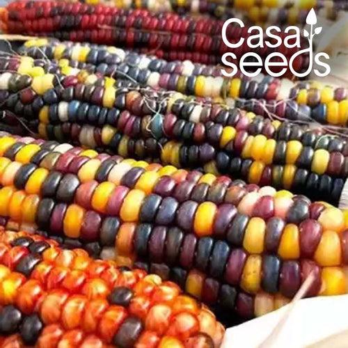 Ornamental Corn - 20 Seeds