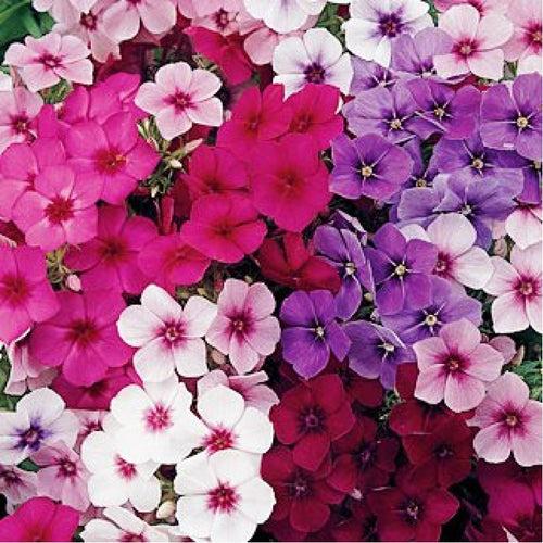 Phlox Beauty Mix- 200 Seeds