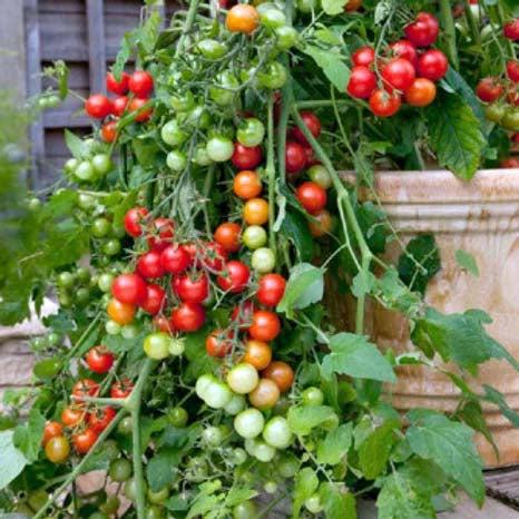 Tomato Cherry- 100 Seeds