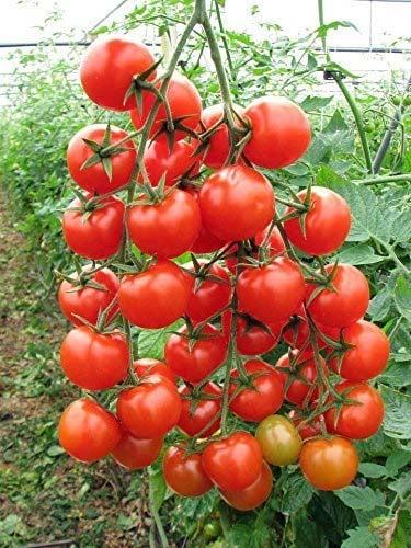 Tomato Cherry- 100 Seeds