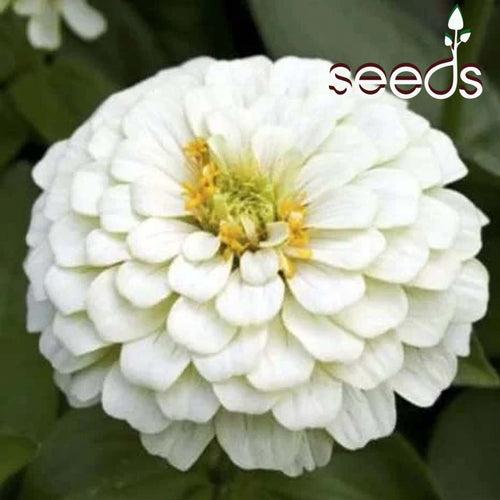 Zinnia Polar Bear White- 50 Seeds