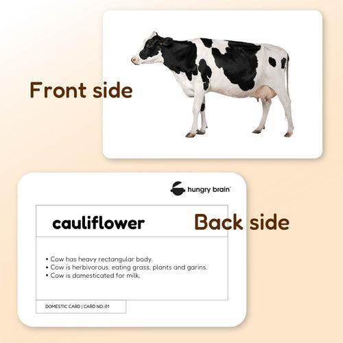 Hungry Brain Domestic Animals Flash Cards