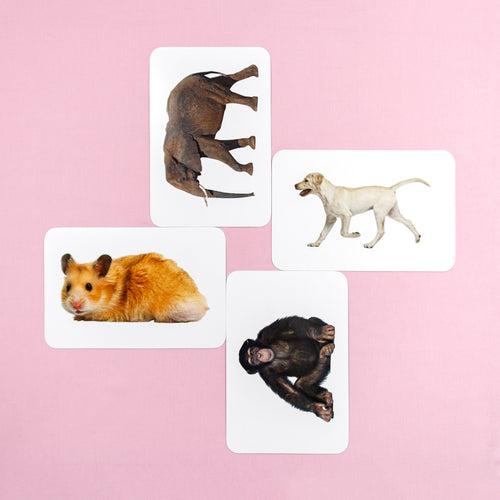 Hungry Brain Domestic Animals Flash Cards